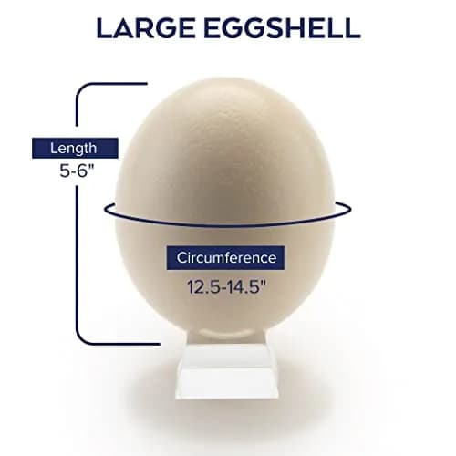American Ostrich Farms Ostrich Eggshell Large Natural Sheen | Unique Craft Shell Laid in USA thumbnail 2