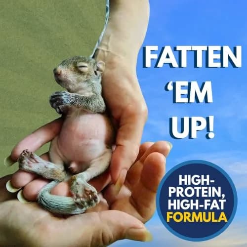 Exotic Nutrition ZooPro Milk Replacer Powder 250g (8.8 oz) | For Baby Squirrels, Rabbits, Opossums, Raccoons thumbnail 6