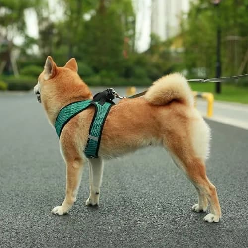 Best Pet Supplies Voyager Step-in Air Dog Vest Harness - Turquoise 2-Tone, Small | Breathable Mesh, Reflective Bands, Secure Fit thumbnail 6