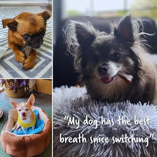 Earthly Presidio Earthbones Dental Chews for Dogs | Large, 6 Treats | Natural Dental Care thumbnail 6