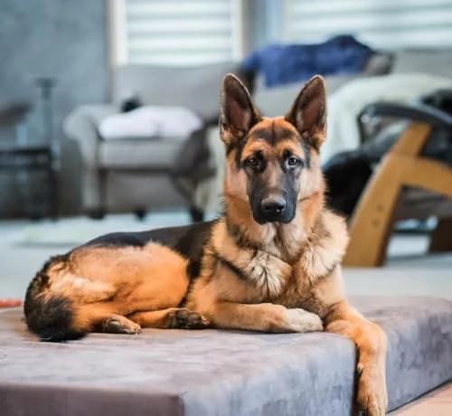 Big Barker Large Orthopedic Dog Bed 48x30x7 in Charcoal | 10-Year Shape Guarantee for Large Dogs thumbnail 3