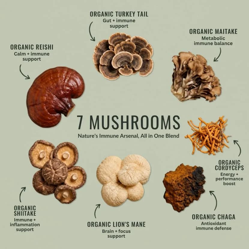 Organixx 7 Mushroom Supplement, Fermented, Immune Support, 60 Caps | USDA Organic & Bioavailable Mushroom Blend thumbnail 4