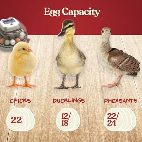 Harris Farms Nurture Right 360 Egg Incubator with Auto Turner, Holds 22 Eggs | Automatic Temperature & Humidity Control thumbnail 7