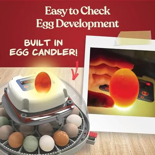 Harris Farms Nurture Right 360 Egg Incubator with Auto Turner, Holds 22 Eggs | Automatic Temperature & Humidity Control thumbnail 8