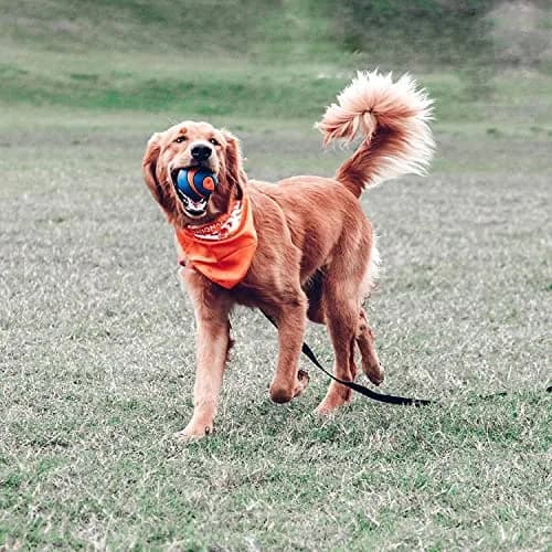 Chuckit! Ultra Squeaker Ball Large | Durable Rubber Fetch Toy for Dogs thumbnail 5