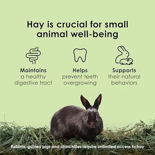 Kaytee Timothy Hay for Small Animals, 12 lb (5.44 kg) | Supports Digestive Health thumbnail 6