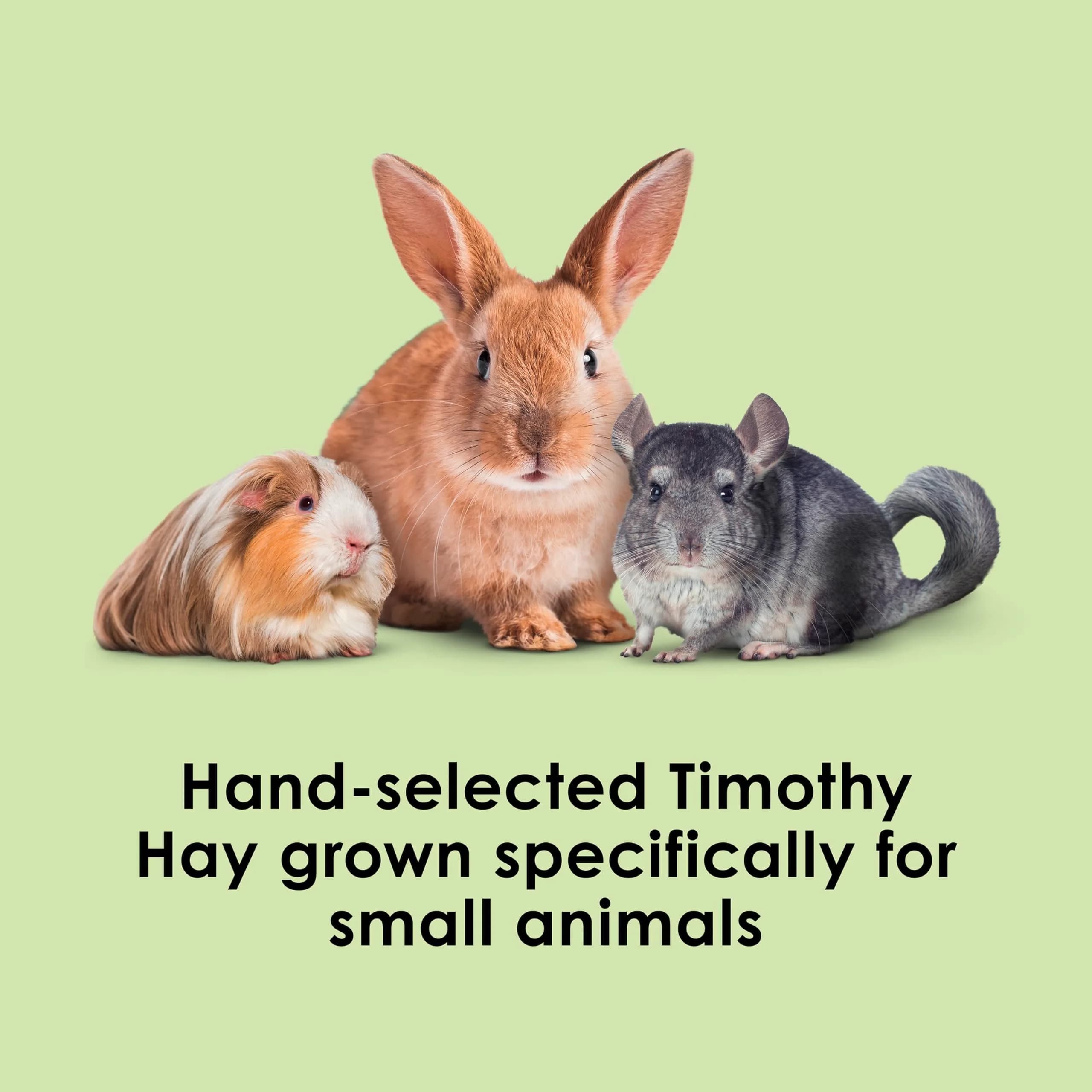 Kaytee Timothy Hay for Small Animals, 12 lb (5.44 kg) | Supports Digestive Health - view 2