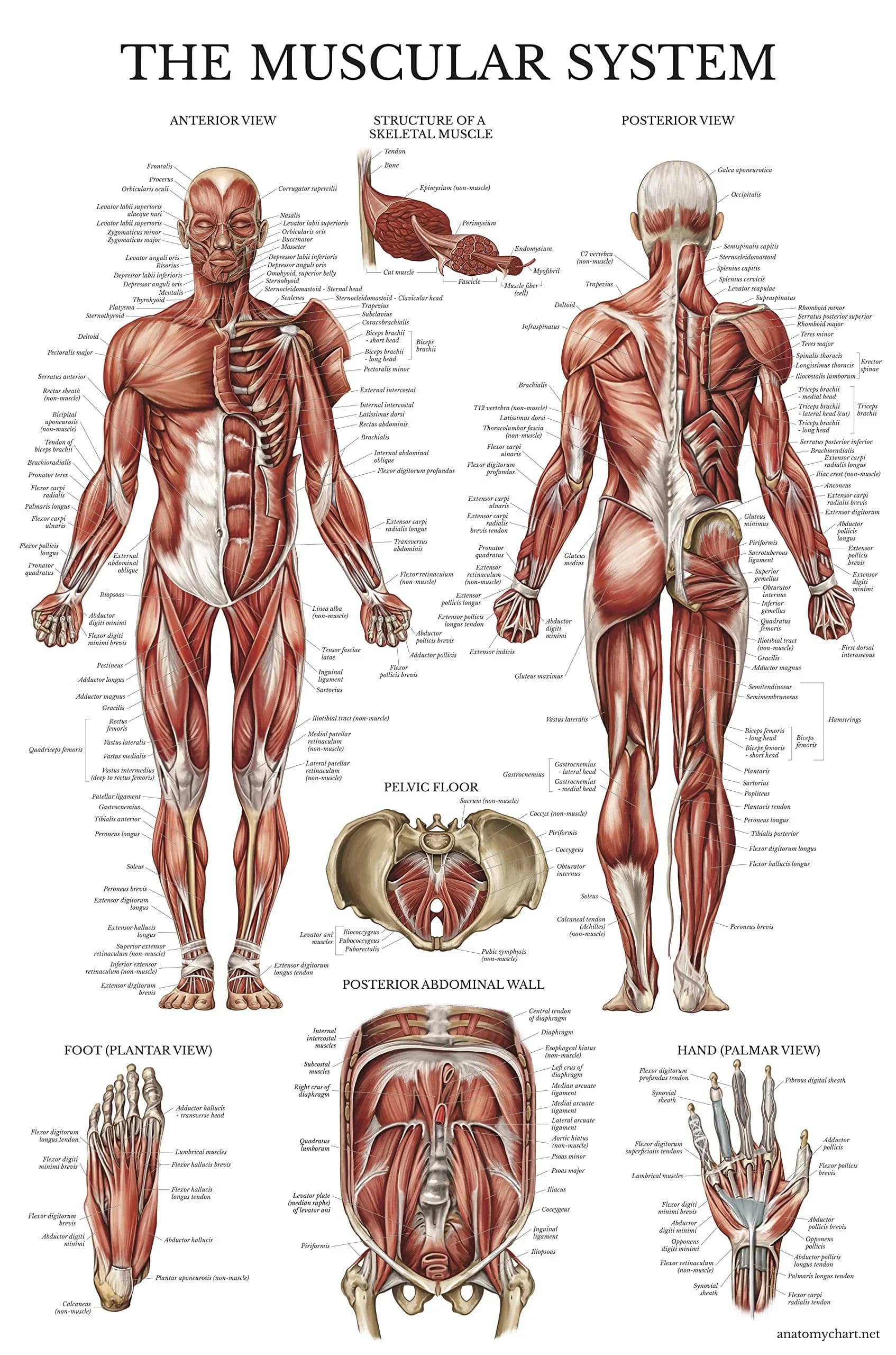 Palace Learning Muscular System Anatomical Poster - Laminated Muscle Chart 46cm x 61cm (18" x 24") | Educational Wall Art for Classrooms - main product image