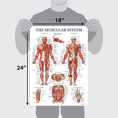 Palace Learning Muscular System Anatomical Poster - Laminated Muscle Chart 46cm x 61cm (18" x 24") | Educational Wall Art for Classrooms thumbnail 4
