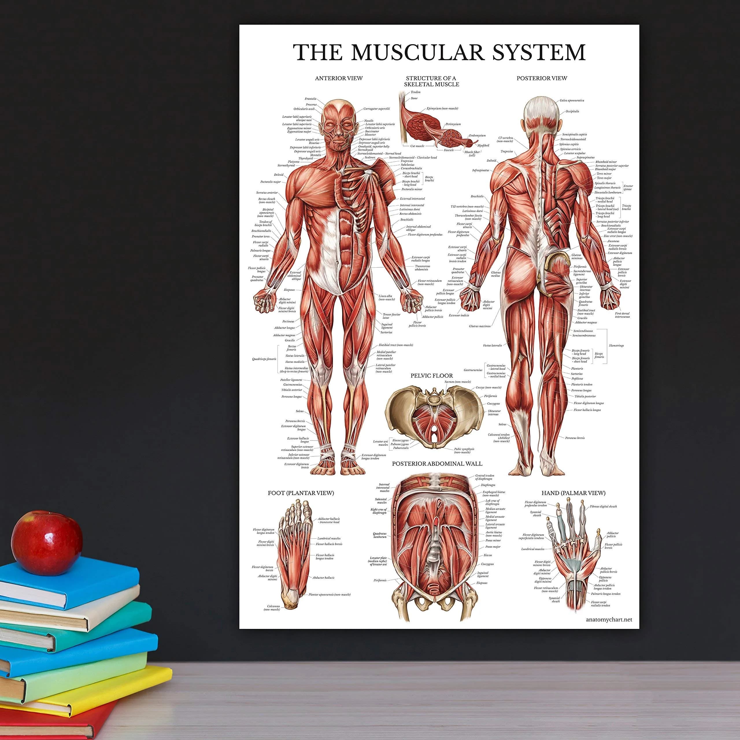 Palace Learning Muscular System Anatomical Poster - Laminated Muscle Chart 46cm x 61cm (18" x 24") | Educational Wall Art for Classrooms - view 5