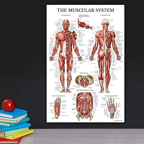 Palace Learning Muscular System Anatomical Poster - Laminated Muscle Chart 46cm x 61cm (18" x 24") | Educational Wall Art for Classrooms thumbnail 5