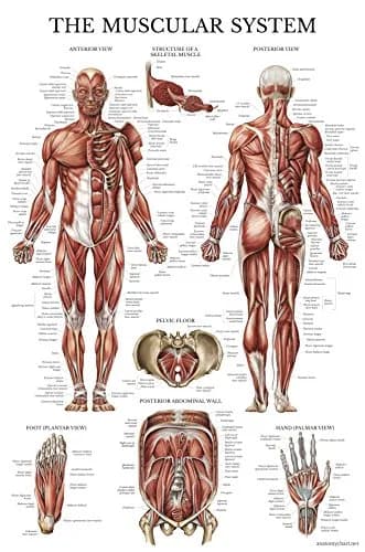 Palace Learning Muscular System Anatomical Poster - Laminated Muscle Chart 46cm x 61cm (18" x 24") | Educational Wall Art for Classrooms thumbnail 1