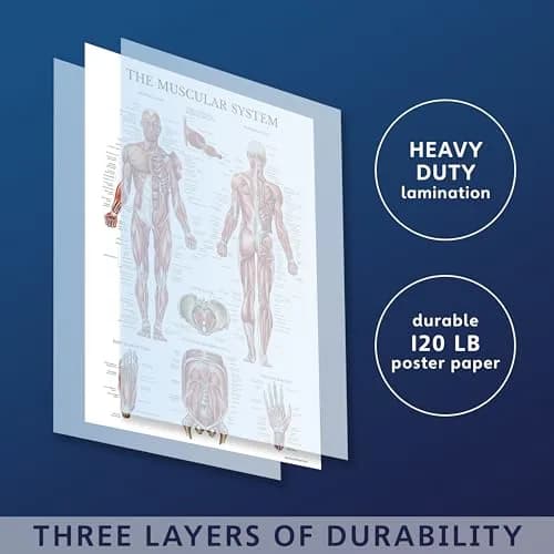 Palace Learning Muscular System Anatomical Poster - Laminated Muscle Chart 46cm x 61cm (18" x 24") | Educational Wall Art for Classrooms thumbnail 2