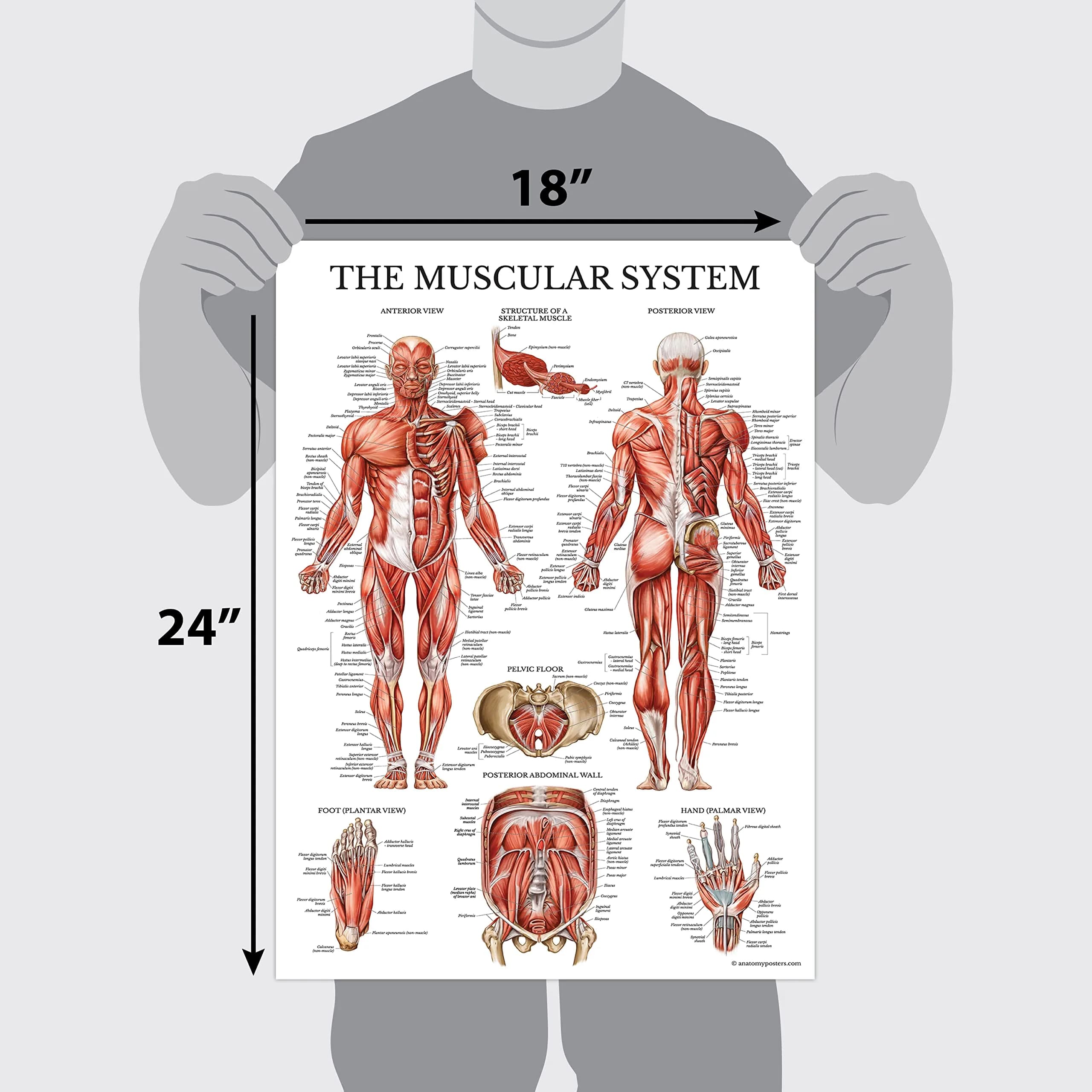 Palace Learning Muscular System Anatomical Poster - Laminated Muscle Chart 46cm x 61cm (18" x 24") | Educational Wall Art for Classrooms - view 4