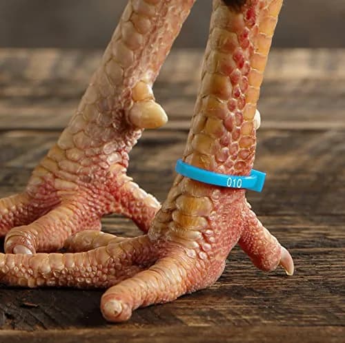 Chicken Hill 50 ZBand Numbered Poultry Leg Bands | Fluorescent, Fits Sizes 6-14 thumbnail 4