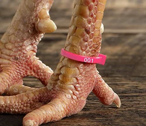 Chicken Hill 50 ZBand Numbered Poultry Leg Bands | Fluorescent, Fits Sizes 6-14 thumbnail 2