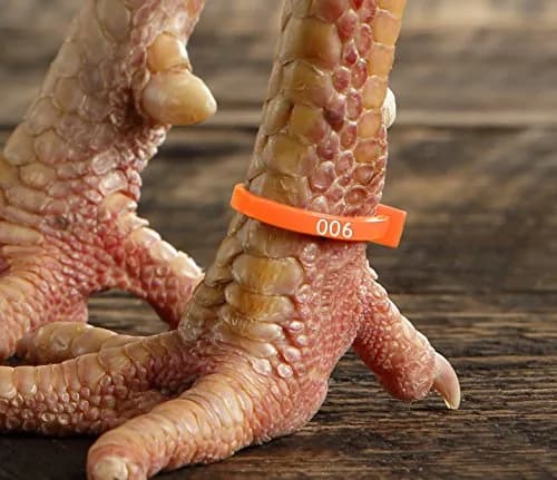 Chicken Hill 50 ZBand Numbered Poultry Leg Bands | Fluorescent, Fits Sizes 6-14 thumbnail 3