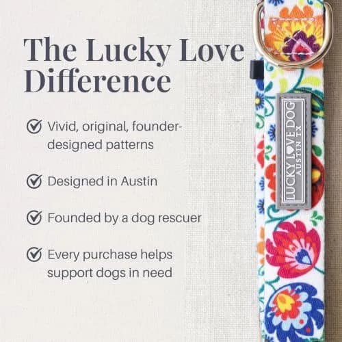Lucky Love Dog Collar for Medium Dogs | Adjustable Nylon Collar with Easy Click Buckle & Vibrant Ladybird Pattern thumbnail 5