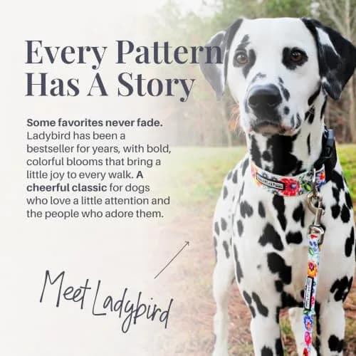 Lucky Love Dog Collar for Medium Dogs | Adjustable Nylon Collar with Easy Click Buckle & Vibrant Ladybird Pattern thumbnail 3