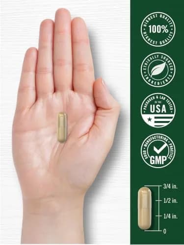 Carlyle Bacopa Monnieri Capsules | 180 Count (Pack of 1) | Gluten Free Supplement thumbnail 7