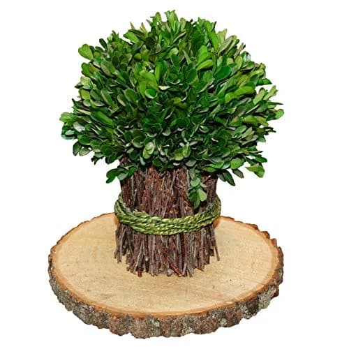 Wilson Basswood Round Rustic Wood Slice for Natural Décor, DIY Crafts (7-9") Set of Four | Rustic, Natural, Carvable thumbnail 5