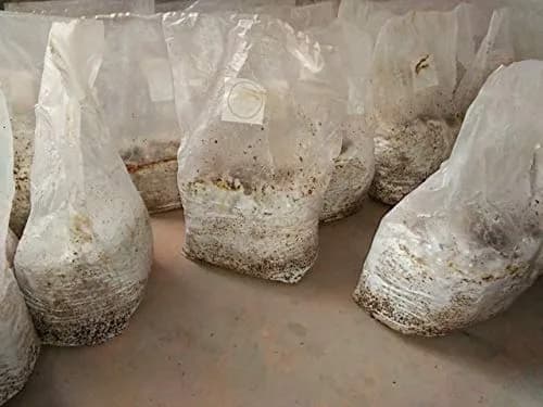 SUCOHANS Mushroom Grow Bags Large 20cm x 12cm x 50cm (8" x 5" x 19") | Autoclavable with 0.2 Micron Filter thumbnail 6