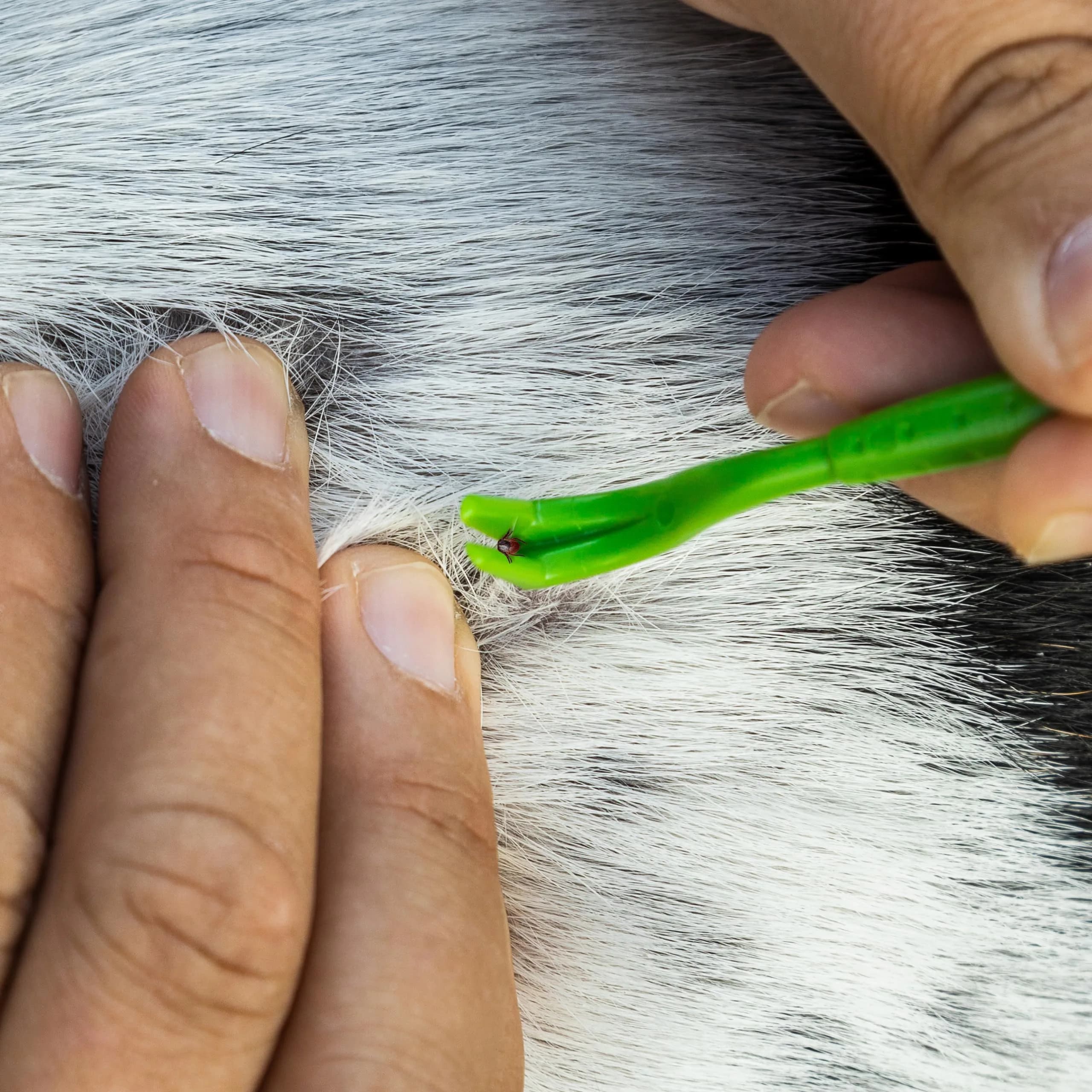 TickCheck Tick Remover Value 3 Pack with ID Card | Easy Tick Removal for Humans, Dogs, Cats & Pets - view 7