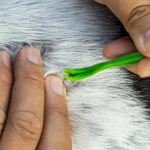 TickCheck Tick Remover Value 3 Pack with ID Card | Easy Tick Removal for Humans, Dogs, Cats & Pets thumbnail 7