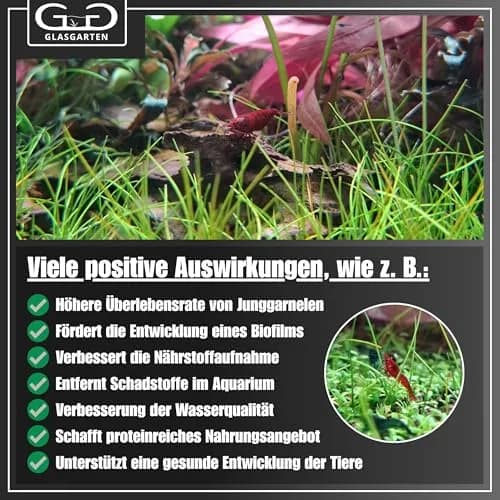 GlasGarten Bacter AE Content 70 g | Aquarium Microorganisms & Enzymes for Shrimp & Fish thumbnail 7