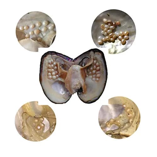 POSHOPS Freshwater Cultured Big Oysters with Pearls Inside | Natural Shape & Size for Crafting thumbnail 4