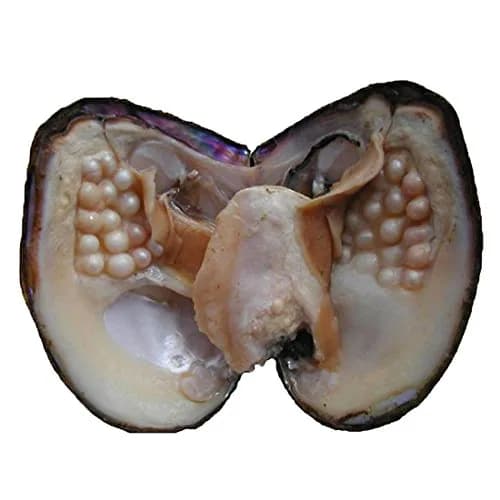 POSHOPS Freshwater Cultured Big Oysters with Pearls Inside | Natural Shape & Size for Crafting thumbnail 1