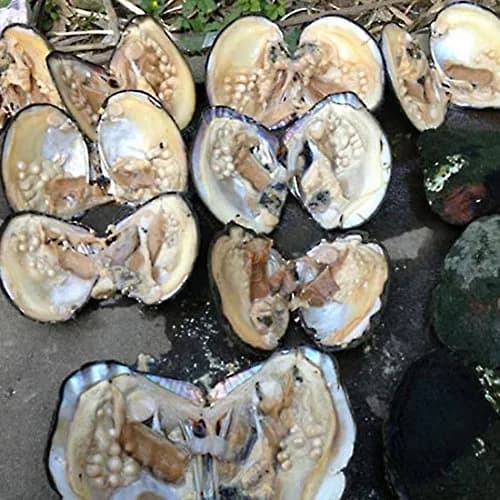 POSHOPS Freshwater Cultured Big Oysters with Pearls Inside | Natural Shape & Size for Crafting thumbnail 2