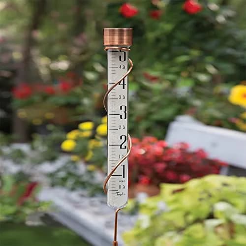 Taylor Heritage Collection Glass Rain Gauge, 42.3cm (27 inch) Tall, 12.7cm (5 inch) Capacity | Measure Rainfall Accurately thumbnail 5