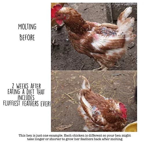 Pampered Chicken Mama Molting Supplement for Chickens 2 pounds | Supports Feather Growth & Chicken Health thumbnail 2