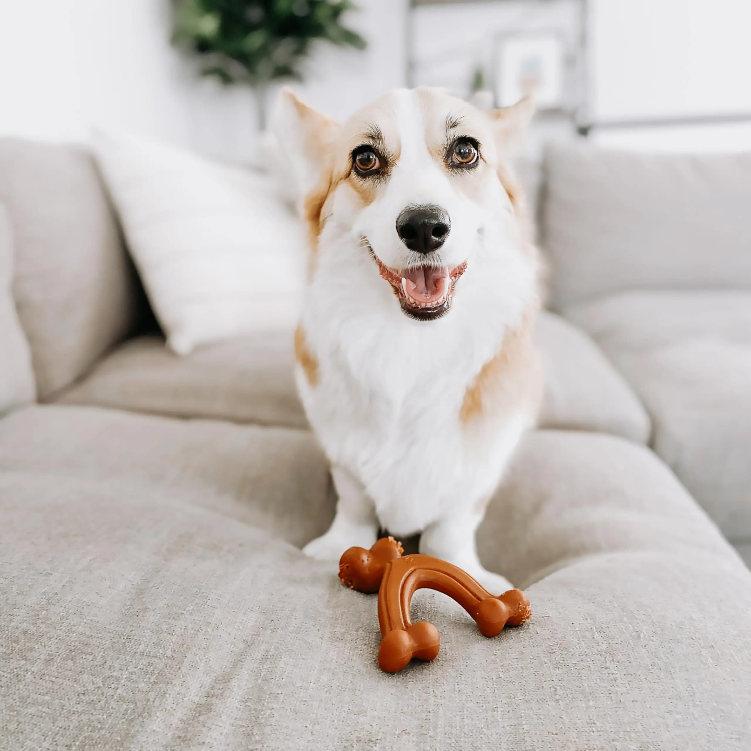 Nylabone Power Chew Easy-Hold Wishbone Dog Chew Toy, Small (3.85 oz / 109 g) | Durable Chew Toy for Aggressive Chewers - view 2