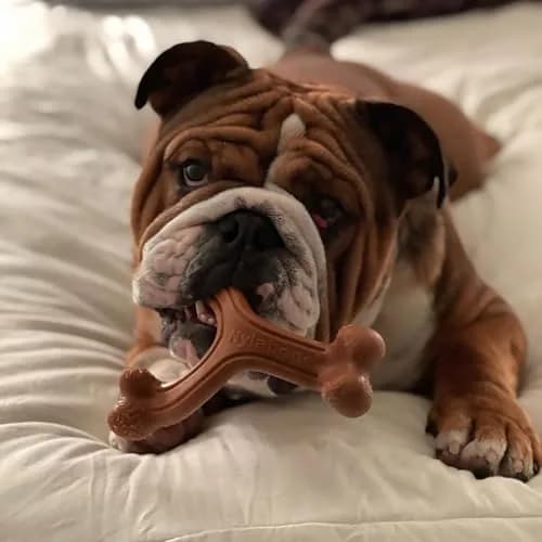 Nylabone Power Chew Easy-Hold Wishbone Dog Chew Toy, Large, 17.6 cm (7 in) | Durable Chew for Aggressive Chewers thumbnail 2