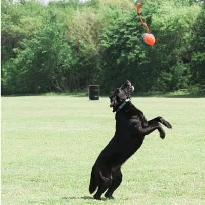 Chuckit! Rope Fetch Dog Toy 14 cm (5.5-in) Ball on Rope | Durable EVA Rubber thumbnail 2