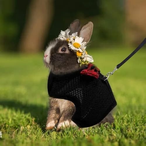 ASOCEA Adjustable Bunny Harness and Leash Breathable Mesh Vest for Small Animals (30-34cm Neck, 26-30cm Chest) | Soft Pet Harness Vest for Rabbits & Ferrets thumbnail 6