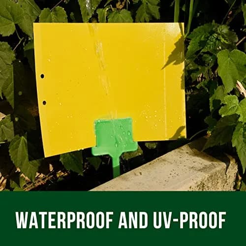 Garsum Yellow Sticky Traps 20 Pack 6x8 in | Natural Pest Control for Flying Insects thumbnail 6