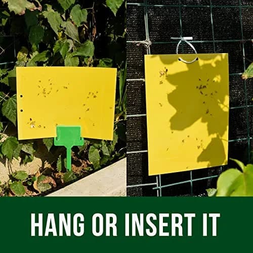 Garsum Yellow Sticky Traps 20 Pack 6x8 in | Natural Pest Control for Flying Insects thumbnail 2