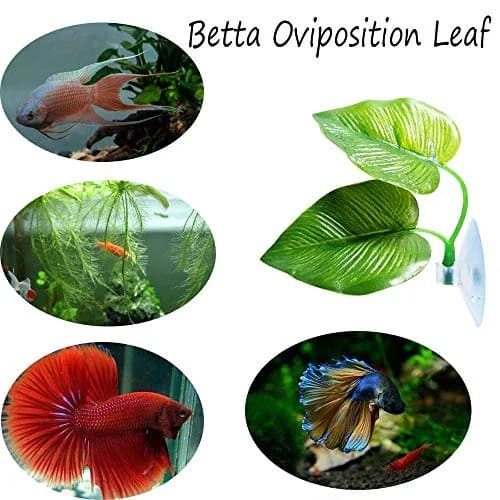 CousDUoBe 3 Pack Betta Fish Leaf Pad Hammock | Simulates Natural Habitat for Betta Health thumbnail 4