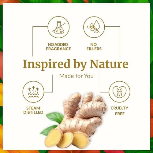 SVA ORGANICS Organic Ginger Essential Oil 4 Fl Oz (118 mL) - Single Bottle Pack thumbnail 3
