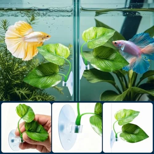 CousDUoBe 2 Pack Betta Fish Leaf Pad Hammock | Natural, Organic, Comfortable Rest Area for Fish Aquarium Ornaments thumbnail 6