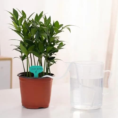 ORIMERC 30 ft 1/6 inch Self Watering Wick Cord for Plants | Automatic Hydroponic Watering System thumbnail 3