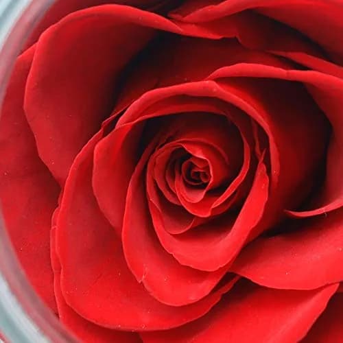 roliys Preserved Real Roses with Colorful Mood Light Wishing Bottle | Eternal Flower Decor thumbnail 6