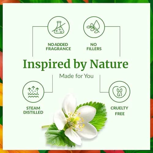 SVA Organics Manuka Essential Oil - 0.34 Fl Oz (Pack of 1) - Pure & Natural thumbnail 3