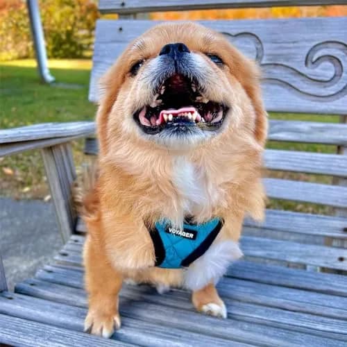 Best Pet Supplies Voyager Step-in Plush Dog Vest Harness -Turquoise Plush, XS | Breathable, Reflective & Easy to Wear thumbnail 7