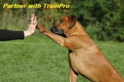 TrainPro Waterproof TPU Replacement Strap for Dog Training Collar, 27.5 in (70 cm) | Universal Fit for Bark & Shock Collars thumbnail 9