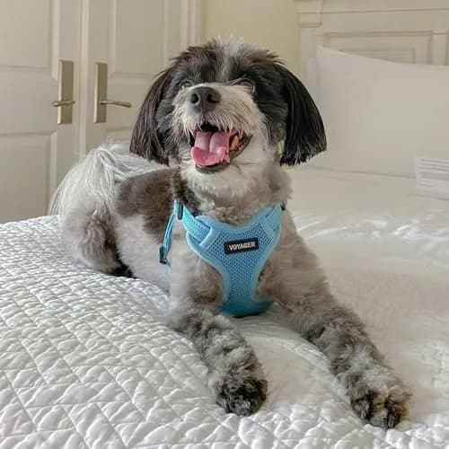Best Pet Supplies Voyager Adjustable Step-In Mesh Dog Harness for Small Medium Large Dogs (Baby Blue), L | Breathable & Reflective Fit thumbnail 7