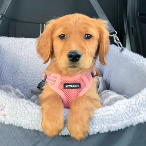 Best Pet Supplies Voyager Step-in Flex Dog Harness - Pink, Medium | Adjustable, Breathable & Reflective thumbnail 7